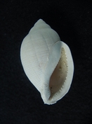 Sconsia hodgii extinct fossil gastropod Pinecrest Beds av1