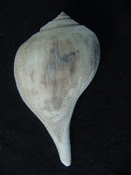 Fulguropsis evergladesensis fossil gastropod shell fe1