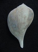 Fulguropsis evergladesensis fossil gastropod shell fe1