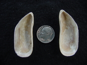 Brachidontes venustus whole fossil bivalve shell be 2