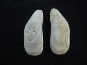 Brachidontes venustus whole fossil bivalve shell be 2