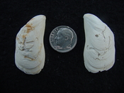 Brachidontes venustus whole fossil bivalve shell be 3