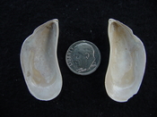Brachidontes venustus whole fossil bivalve shell be 4