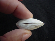Brachidontes venustus whole fossil bivalve shell be 5