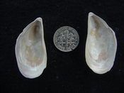 Brachidontes venustus whole fossil bivalve shell be 6