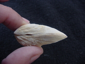 Brachidontes venustus whole fossil bivalve shell be 7