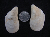 Brachidontes venustus whole fossil bivalve shell be 7