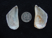 Brachidontes venustus whole fossil bivalve shell be 8