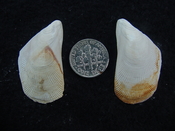Brachidontes venustus whole fossil bivalve shell be 8
