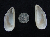 Brachidontes venustus whole fossil bivalve shell be 10