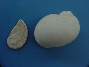 Naticarius plicatella with operculum fossil snail shell af4