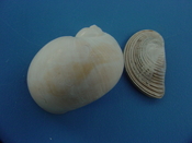 Naticarius plicatella with operculum fossil snail shell af2