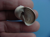Naticarius plicatella with operculum fossil snail shell af9