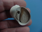 Naticarius plicatella with operculum fossil snail shell af8