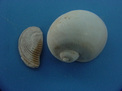 Naticarius plicatella with operculum fossil snail shell af8