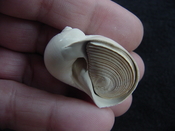 Naticarius plicatella with operculum fossil snail shell af6