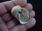 Naticarius plicatella with operculum fossil snail shell af3