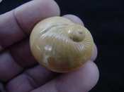 Naticarius plicatella with operculum fossil snail shell af3