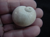 Naticarius plicatella with operculum fossil snail shell af1