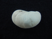 Crepidula roseae fossil shell gastropod mollusks c4