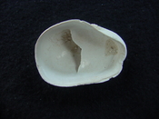 Crepidula roseae fossil shell gastropod mollusks c12