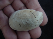 Crepidula roseae fossil shell gastropod mollusks c9