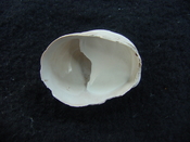 Crepidula roseae fossil shell gastropod mollusks c6
