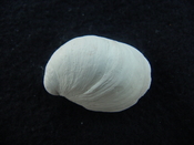 Crepidula roseae fossil shell gastropod mollusks c6