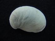 Crepidula roseae fossil shell gastropod mollusks c7