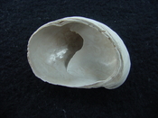 Crepidula roseae fossil shell gastropod mollusks c7