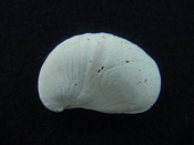 Crepidula roseae fossil shell gastropod mollusks c8