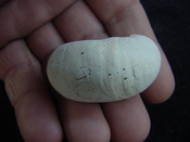 Crepidula roseae fossil shell gastropod mollusks c8