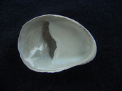 Crepidula roseae fossil shell gastropod mollusks c3