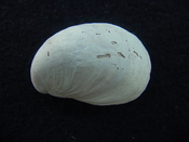 Crepidula roseae fossil shell gastropod mollusks c3