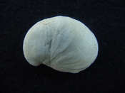Crepidula roseae fossil shell gastropod mollusks c2