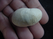 Crepidula roseae fossil shell gastropod mollusks c2