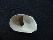 Crepidula roseae fossil shell gastropod mollusks c13
