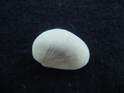 Crepidula roseae fossil shell gastropod mollusks c13