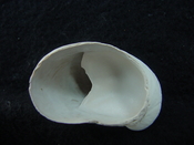 Crepidula roseae fossil shell gastropod mollusks c1