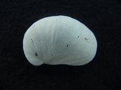 Crepidula roseae fossil shell gastropod mollusks c1