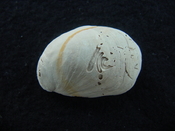 Crepidula roseae fossil shell gastropod mollusks c11
