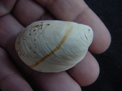 Crepidula roseae fossil shell gastropod mollusks c11