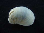 Crepidula roseae fossil shell gastropod mollusks c5