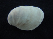 Crepidula roseae fossil shell gastropod mollusks c14