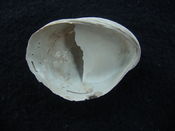 Crepidula roseae fossil shell gastropod mollusks c14