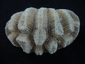 Manicina areolata fossil rose coral ma9
