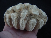 Manicina areolata fossil rose coral ma9