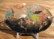 Resin ocean terrarium nautical sea shell beach art  ss16