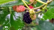 1 Dwarf Everbearing Mulberry Fruit Tree Fruit Producing mulberry