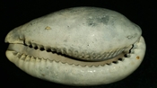 Cypraea Cowrie Panther Pit You Name Special ync52